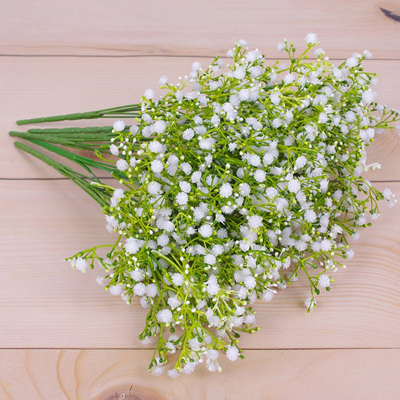 Gypsophila Málaga